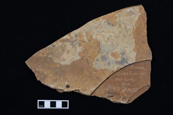 Media type: image;   Vertebrate Paleontology 126423 Description: Photograph of the bird tracks of MCZ VP 126423, Aves.;